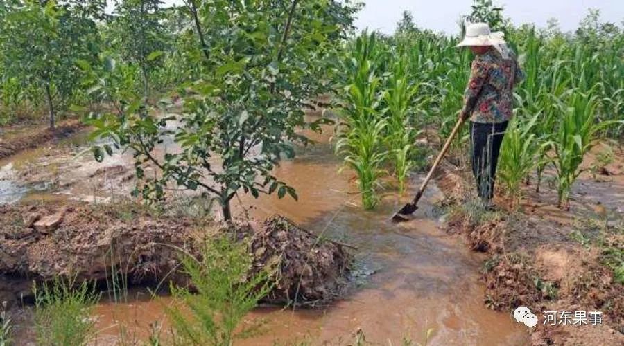 防冻招式大起底果园灌水是否正确