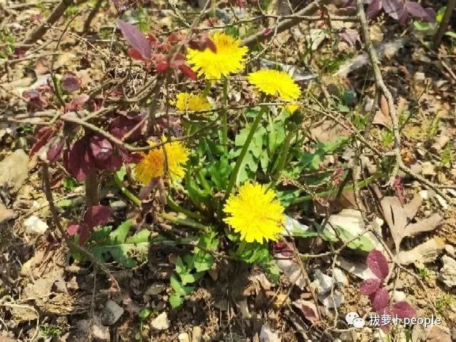 开春挖野菜 送你一本识别图谱 安全又实用 腾讯新闻