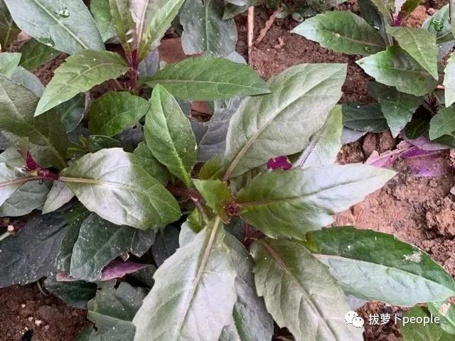 开春挖野菜 送你一本识别图谱 安全又实用 腾讯新闻