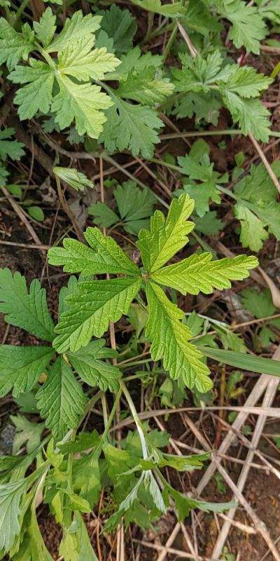 野生翻白草收购商图片