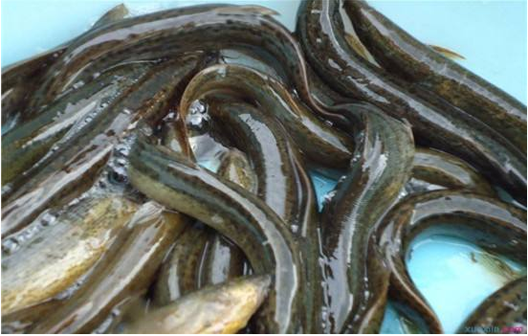 回不去的故乡之捉泥鳅