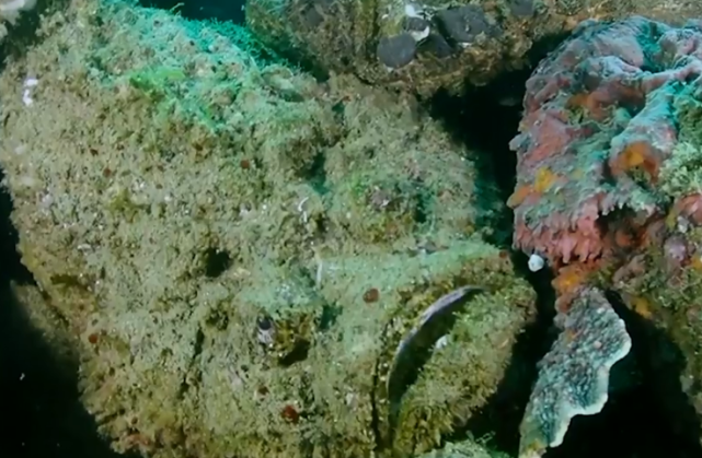 度假胜地巴厘岛 惊现世界上最毒的鱼 隐藏在珊瑚暗礁上待产卵 石头鱼 巴厘岛 杰斯 格林