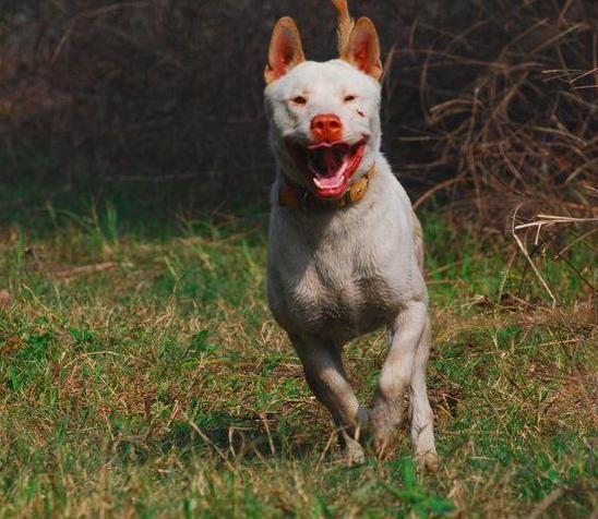 中国十大犬种之下司犬