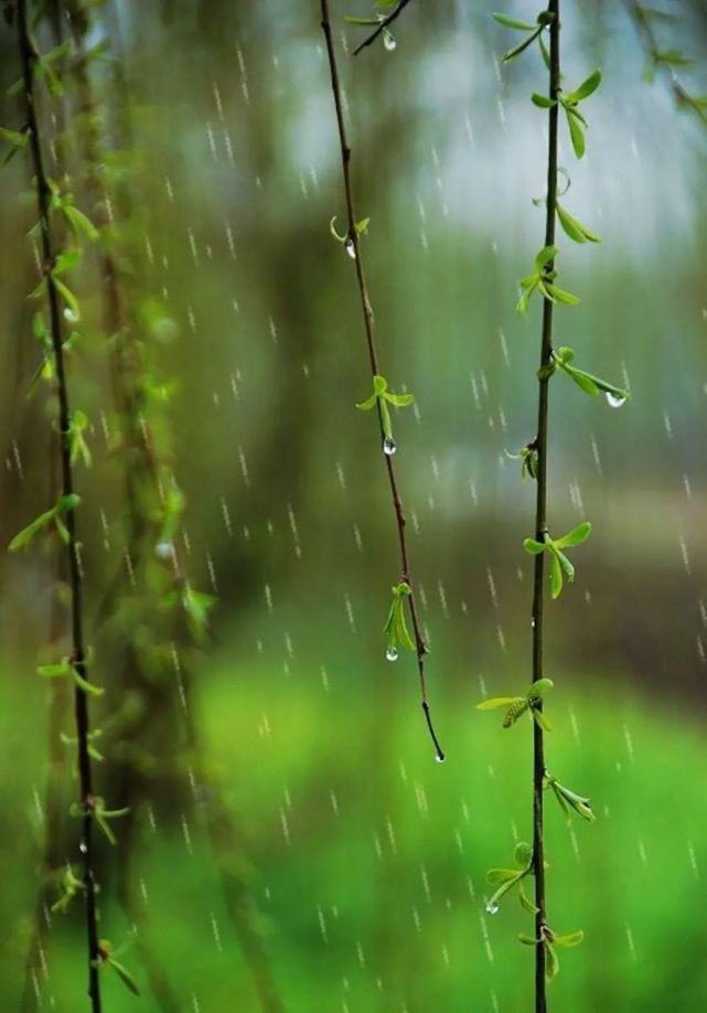 文/上海市氣象信息傳媒中心 二十四節氣中,立春過後,便是雨水,驚蟄