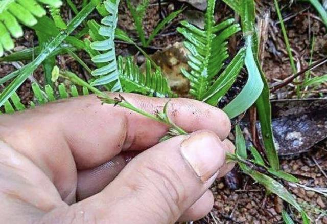 当它生长在野外的时候,看起来犹如杂草,殊不知这种植物名称就叫独脚金