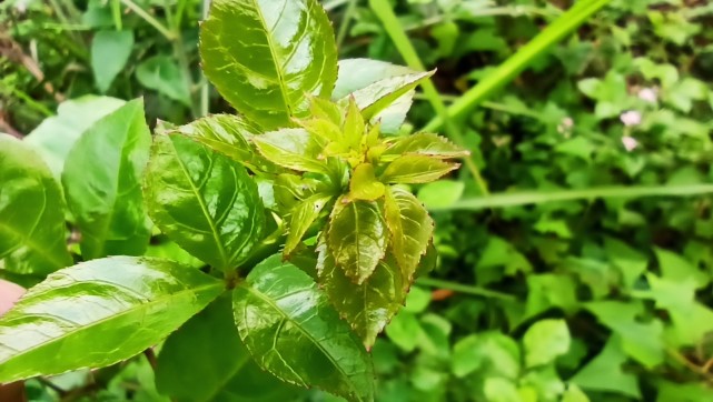 野生簕菜清明節前後,採其嫩芽做湯,將其嫩芽洗淨與新鮮廋肉和雞蛋一同