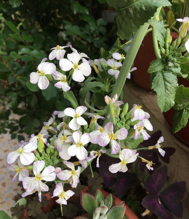 不管是樱桃萝卜,还是普通的萝卜,种植起来方法简单,撒一点种子到花盆