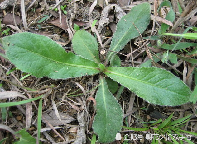 其实这种植物就是"毛莲菜",和其他野生植物一样,它也有很多民间俗称