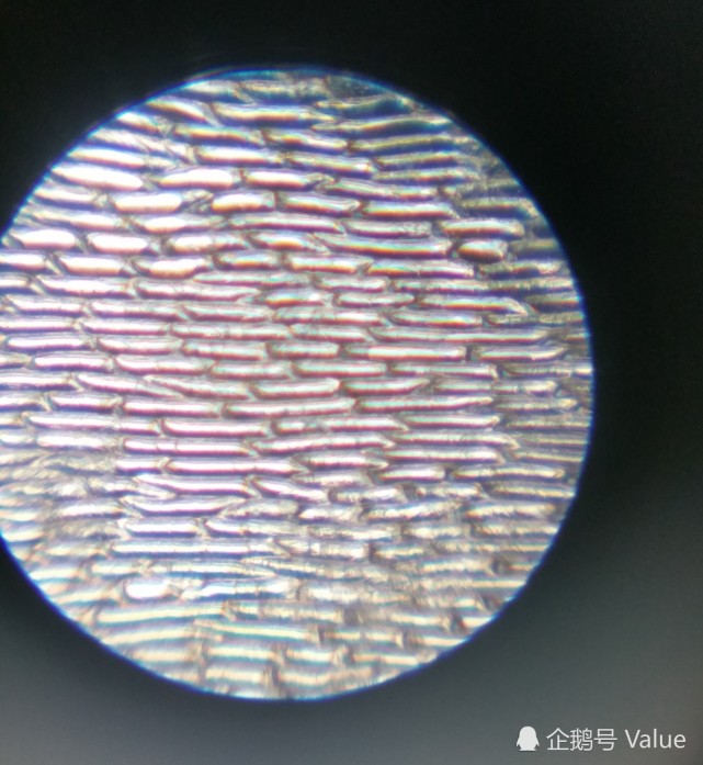 洋葱表皮细胞40图片