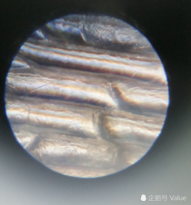 显微镜下的洋葱表皮细胞