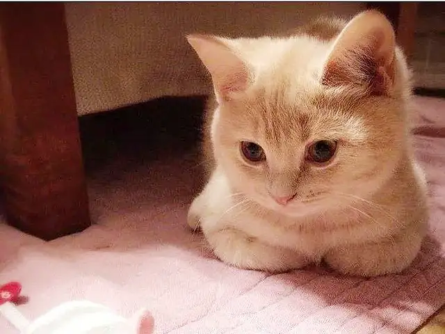 猫主子总爱揣手手,你以为那是高冷吗?其实是信任主人哦