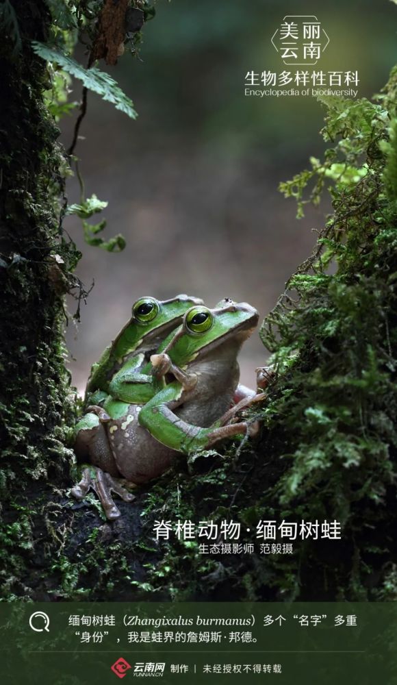 脊椎动物 缅甸树蛙 蛙界的詹姆斯 邦德 腾讯新闻