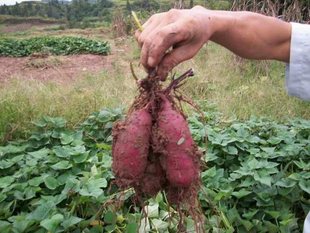 在農村種植地瓜需要翻土多深呢這些種植技術你知道嗎