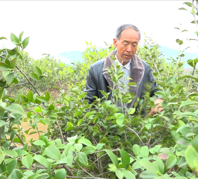 漫山遍野的茶樹鬱鬱蔥蔥 散發著淡淡的清香 在新洲鎮長嶺村油茶樹種植