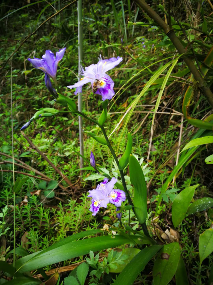 蝴蝶花(扁竹根)