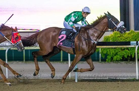 途程2000米的一级赛新加坡金杯是新加坡三冠马系列赛的第三关赛事.