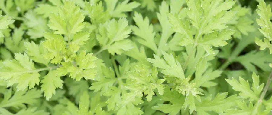 这种野菜是女人的仙草 蒙山正大量上市 可是很多人 腾讯新闻