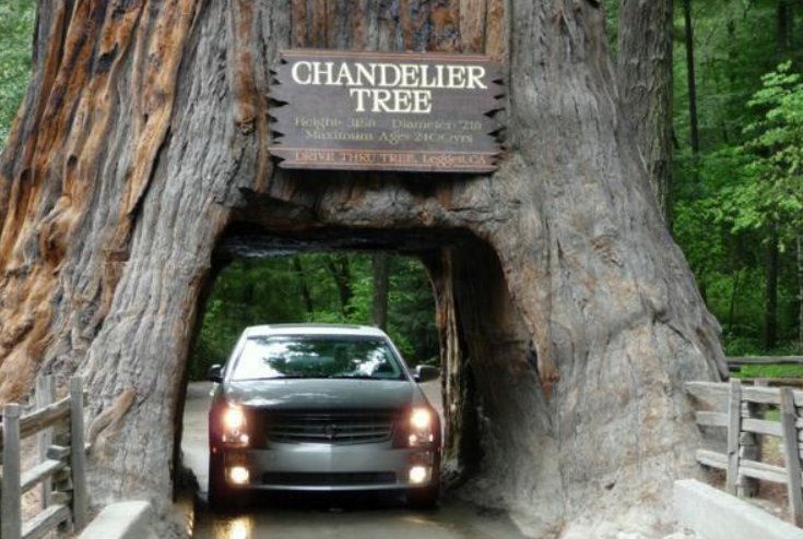 世界"最悲催"钉子户,古树被掏空建公路,寿命至少短了800年