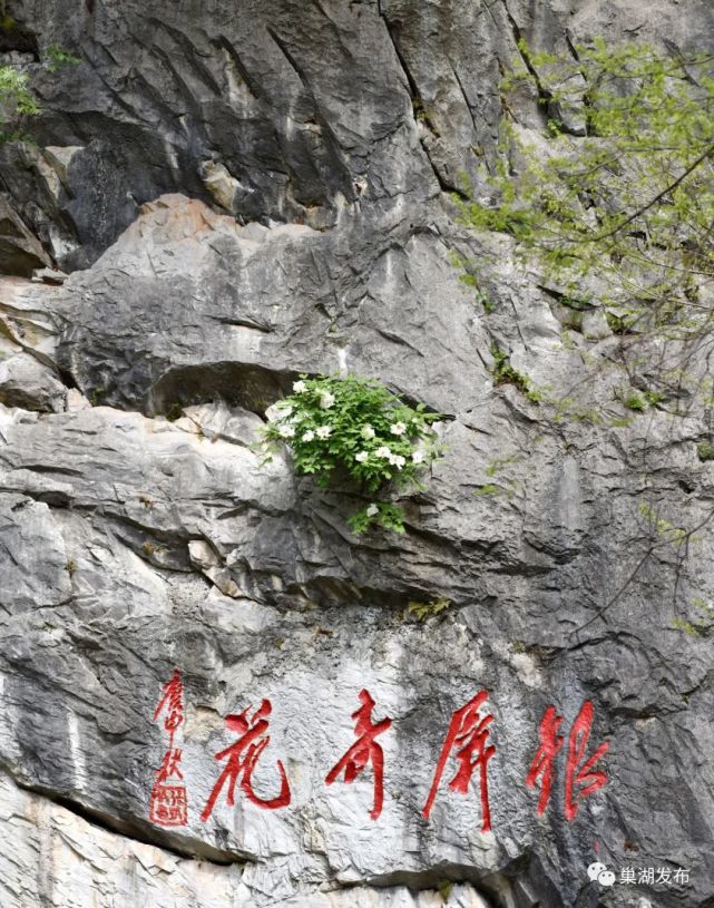 银屏山千年牡丹开启最佳赏花季