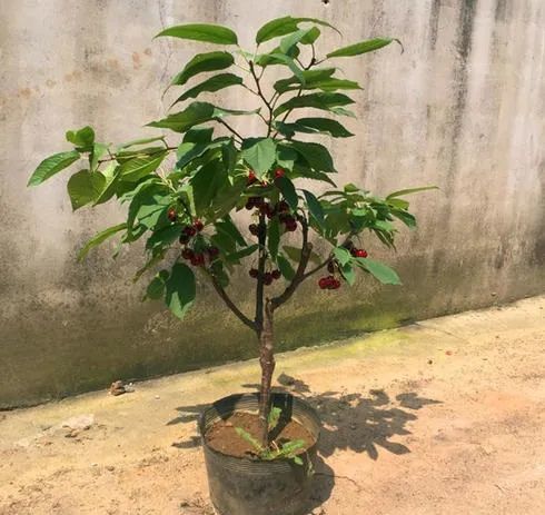 养花不如养它 车厘子盆栽养殖方法 简单5点 车厘子结果挂满枝 腾讯新闻