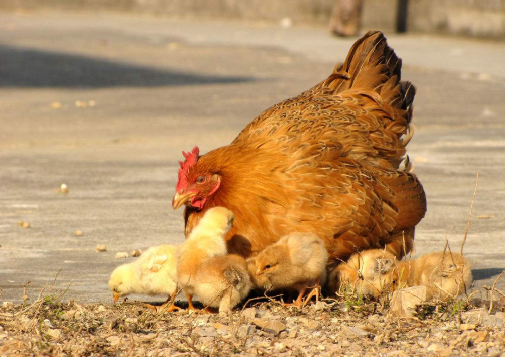 乡村记忆难忘老母鸡抱窝的日子