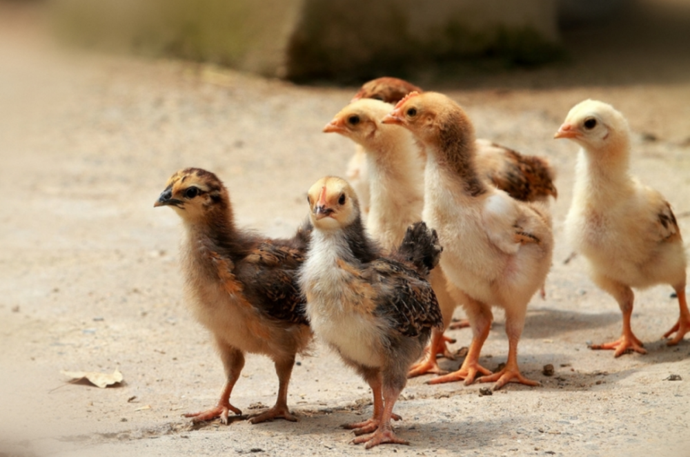 乡村微纪录:老母鸡"抱窝",孵小鸡的日子