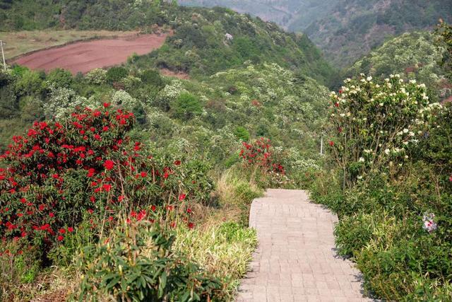 麒麟東山萬畝杜鵑競相開放|杜鵑花|東山|陽春