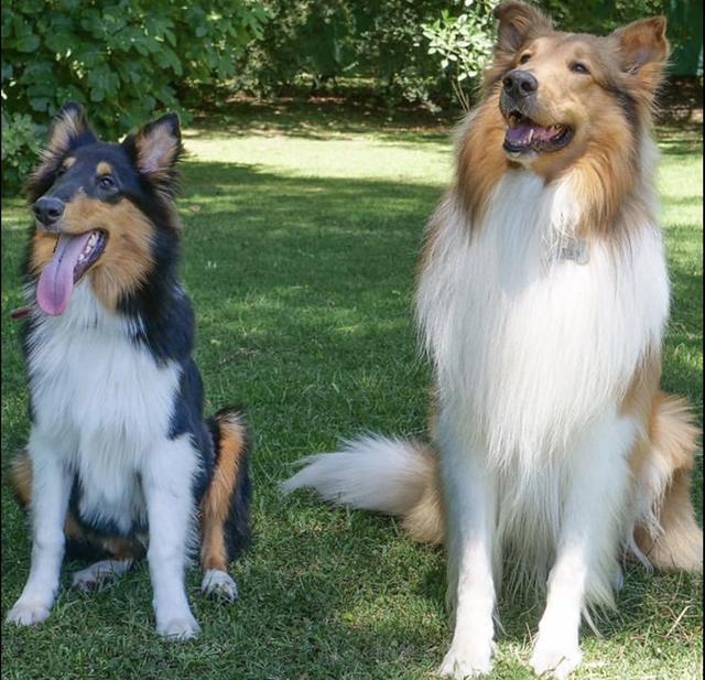 阿根廷总统爱着来自英国的狗,还记得上世纪的英阿大战吗?