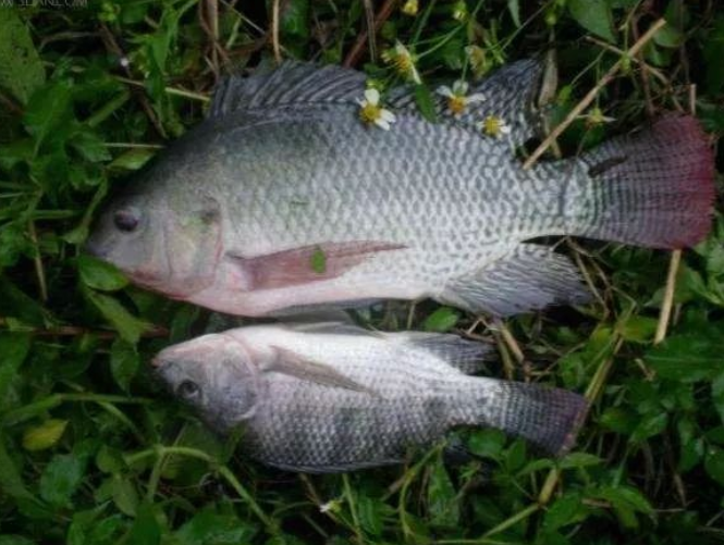 入侵物种反向出口欧美罗非鱼要打破多少偏见才能走上餐桌