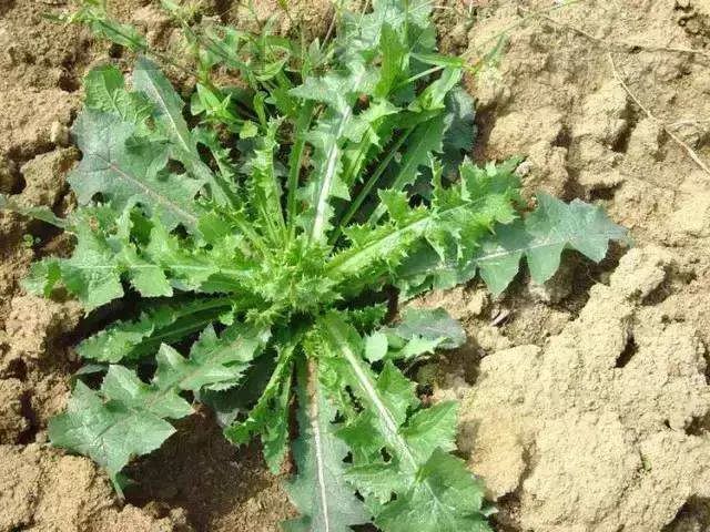 带上铲子拎上筐,来唐山一起挖野菜吧!