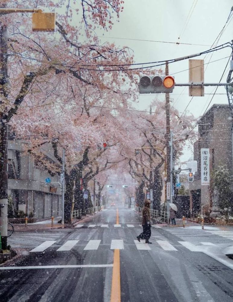 疫情下的日本 出现了樱花吹雪街上无人的奇特景观 腾讯新闻
