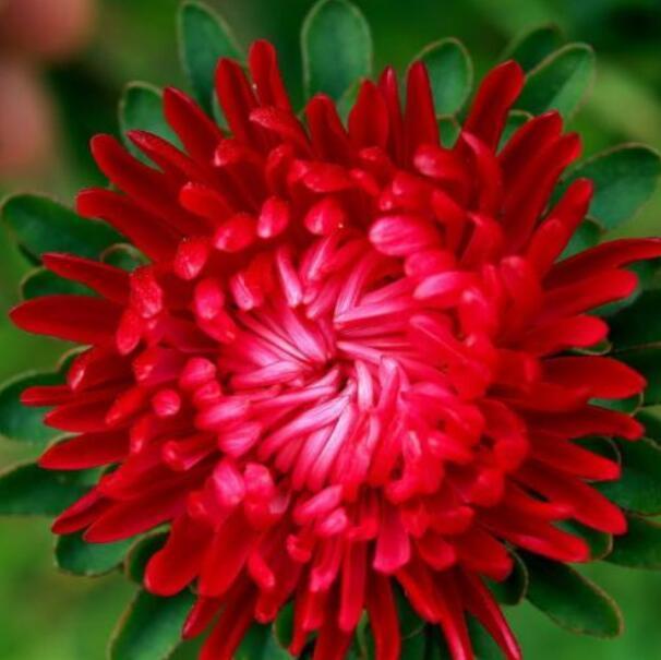 红色翠菊代表着主动的热恋翠菊的花色丰富,有白,淡黄,粉红,淡红,淡蓝