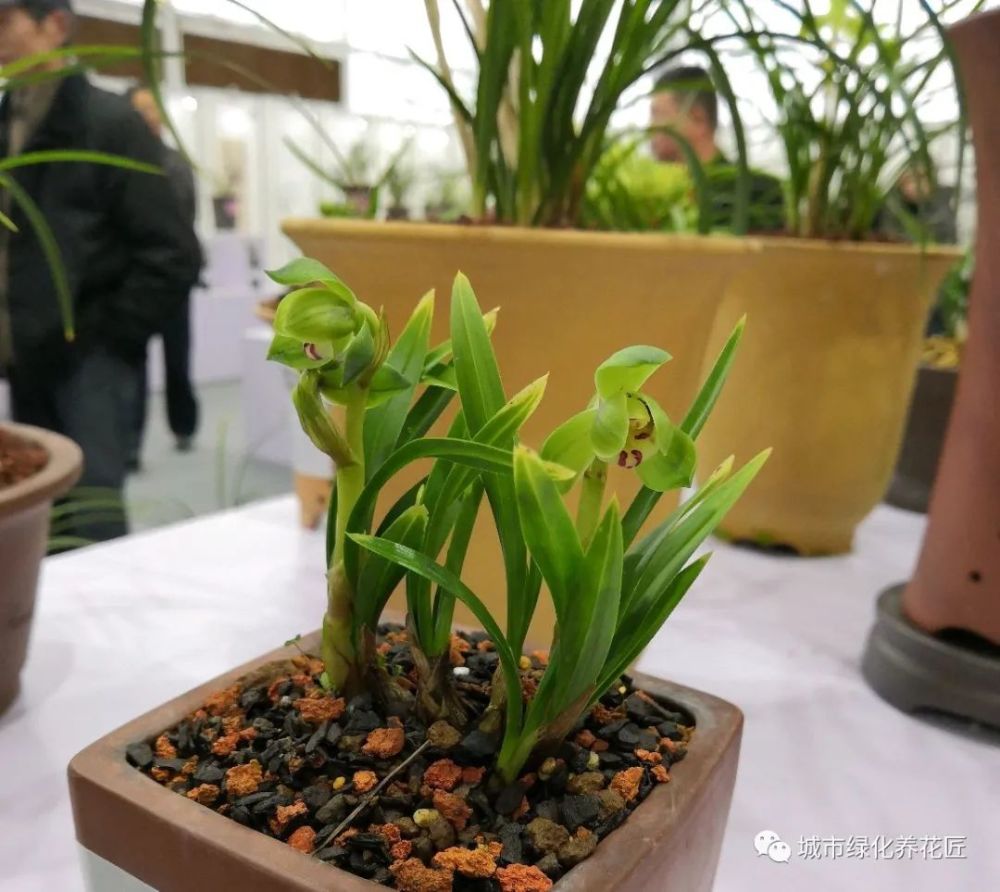 兰花在所有生长期都可以使用水溶性肥料吗 什么是水溶性肥料 腾讯新闻