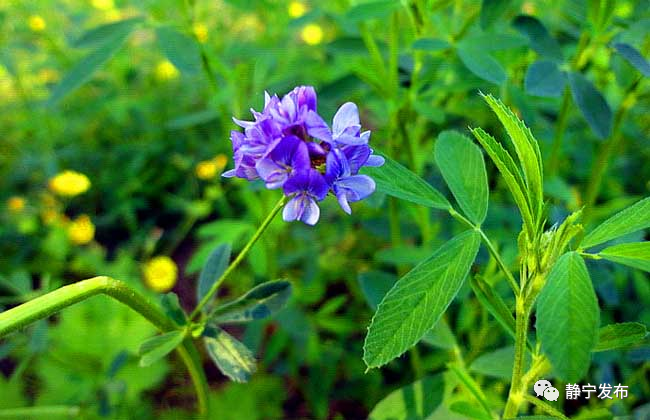 苜蓿芽 苜蓿花_腾讯新闻