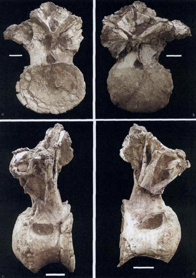 巨型汝阳龙体长38.1米,体宽3.