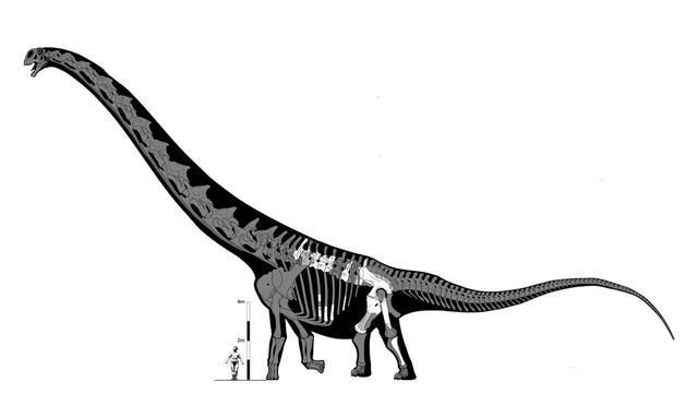 阿根廷龙骨骼复原图(白色为发现部分)3,巨型汝阳龙巨型汝阳龙(ruyango