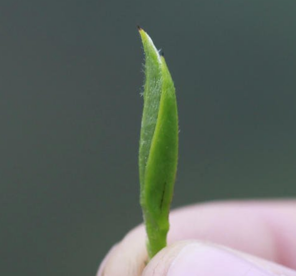 喝茶的你猜一下,一斤白毫银针到底有多少颗芽头?_腾讯新闻