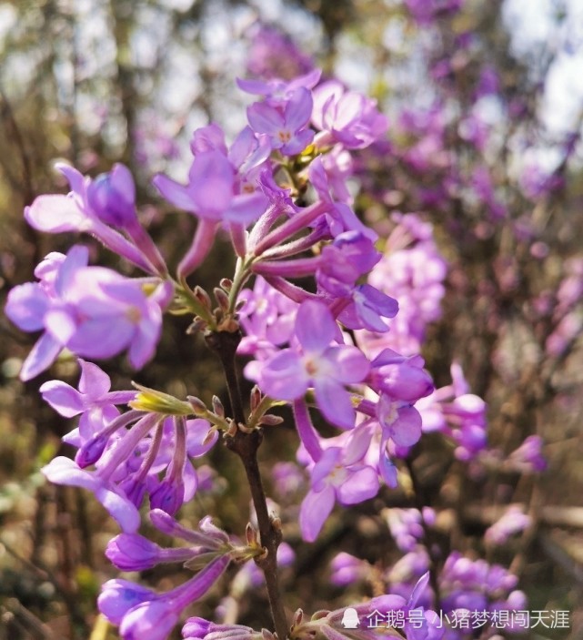 美丽的丁香花开了 芳香袭人 让人陶醉 丁香花 白丁香 紫丁香 花蕾