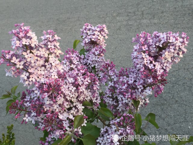 美丽的丁香花开了 芳香袭人 让人陶醉 丁香花 白丁香 紫丁香 花蕾