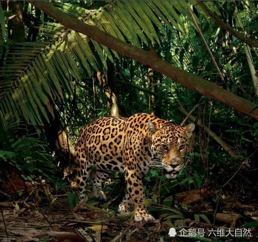 亚马逊雨林万千生物中六种动物占据着动植物王国顶端一种比一种致命