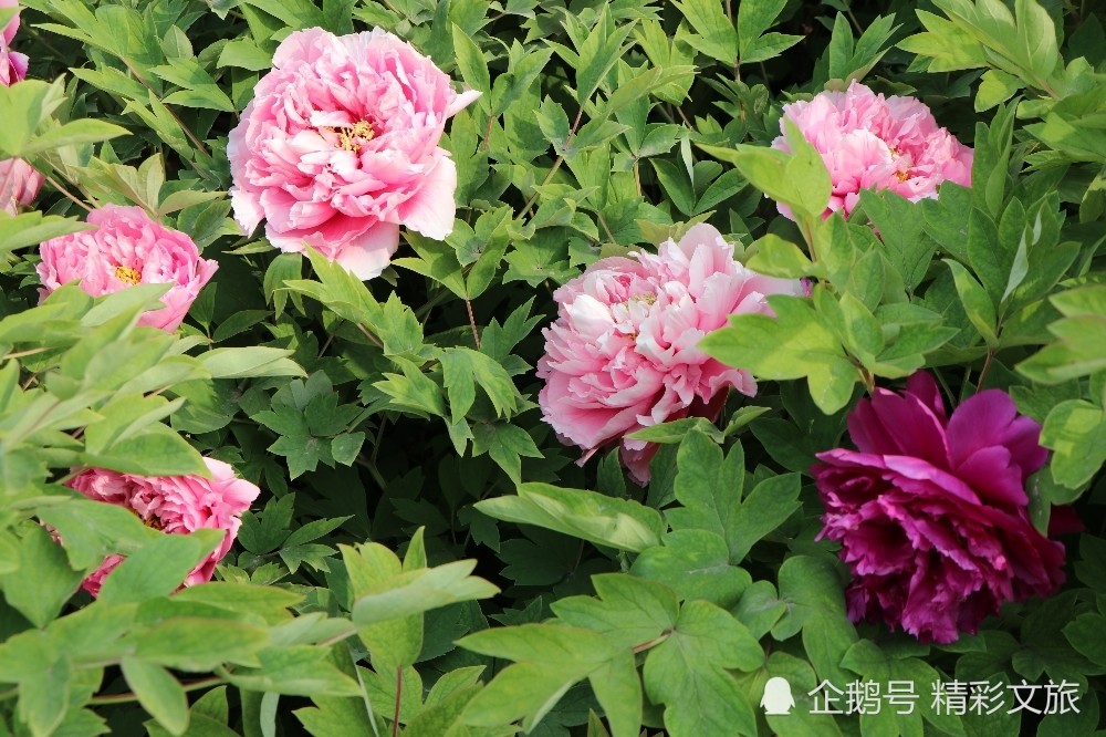 俏也不争春焦作龙源湖的牡丹花清明节里开放啦