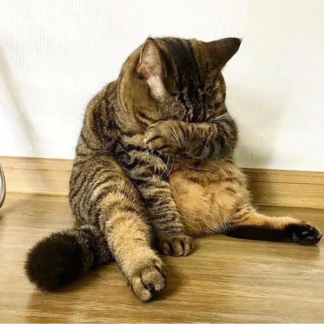 "自从养了猫,我卑微地像一只舔狗"