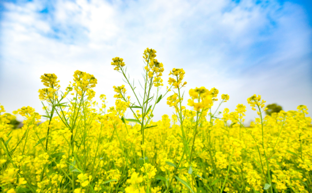 泾阳第一现场家门口赏油菜花海