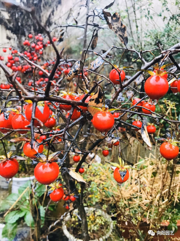 老鸦柿的生长速度技巧缓慢,我们在花市上见到的老鸦柿,很多都是野生的