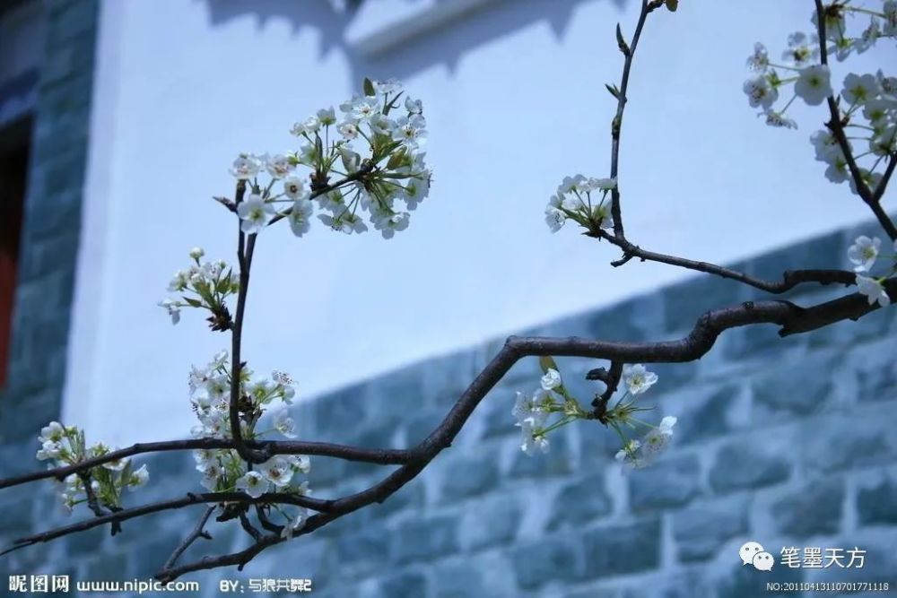 七绝 梨花/付彦忠