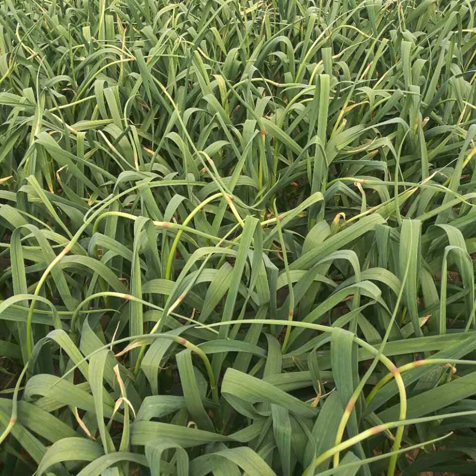 有人说抽完蒜薹以后,把植株踩倒大蒜的产量会更高,有道理吗?