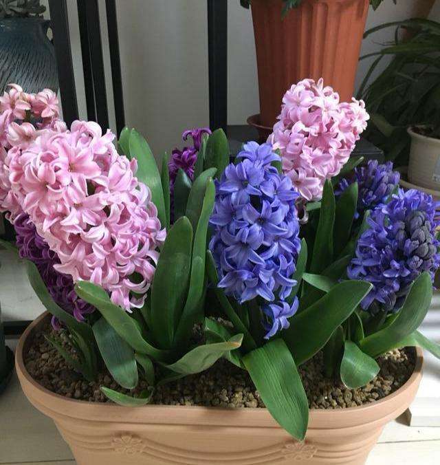 风信子 花小而密 室内盆栽要如何养护呢 花盆 风信子 盆栽 花卉 水培