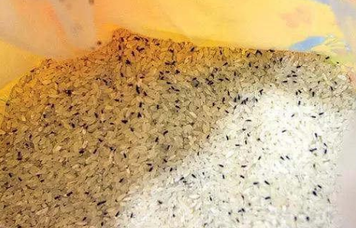 大米买多了,保存方法很简单,1年不霉不长虫,刚学会,涨知识了