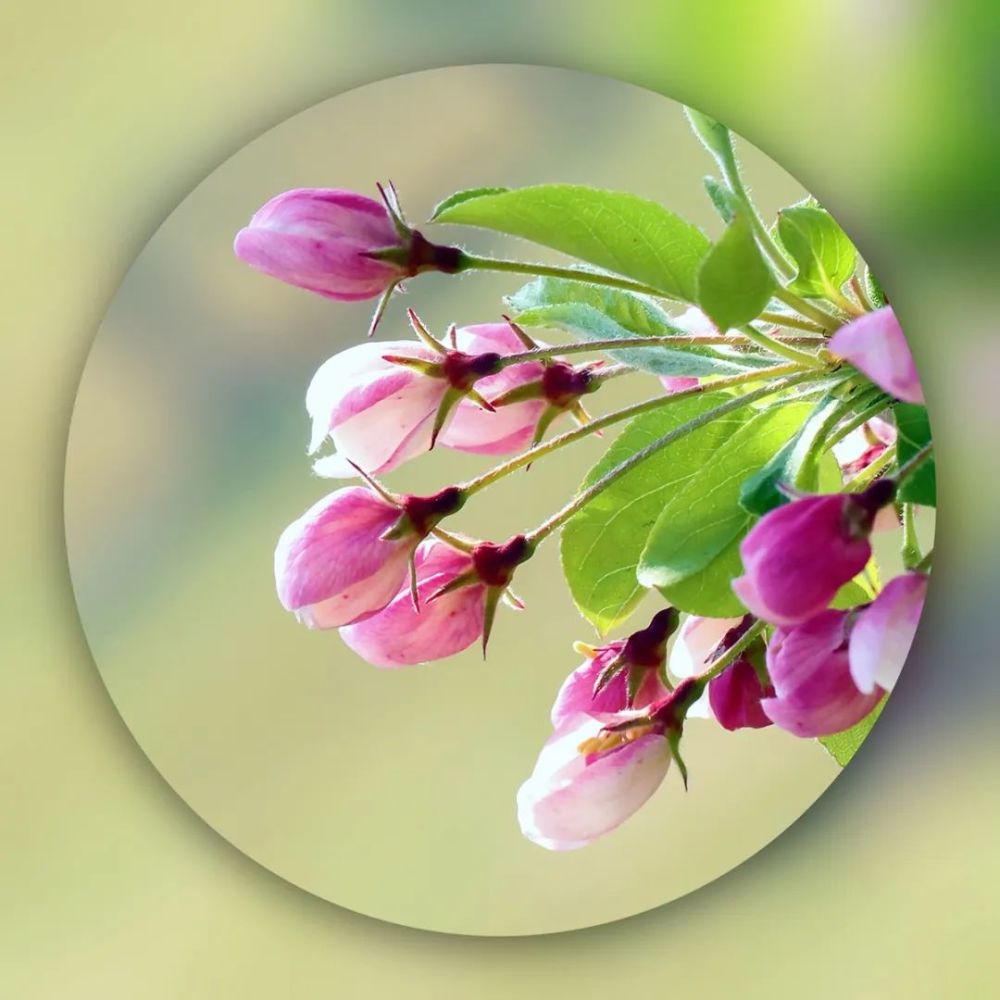 春花最美是海棠