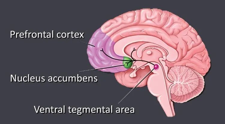 今天的神经科学,非常重要的一个解剖结构是ventral tegmental area of